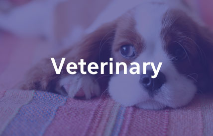 veterinary compounding for pets dogs cats
